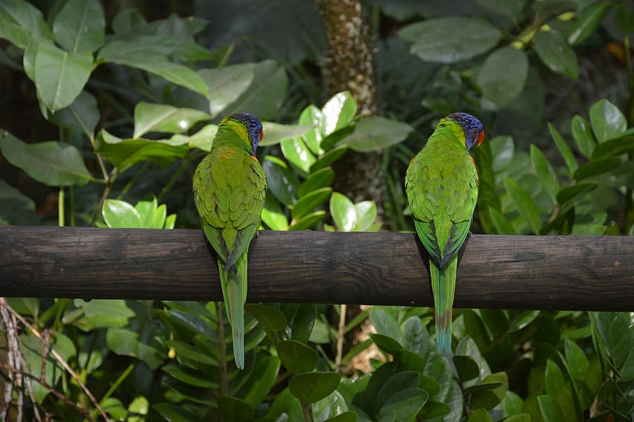 Bird, Feathers, Plumage, growth, leaf, green color, agriculture HD wallpaper