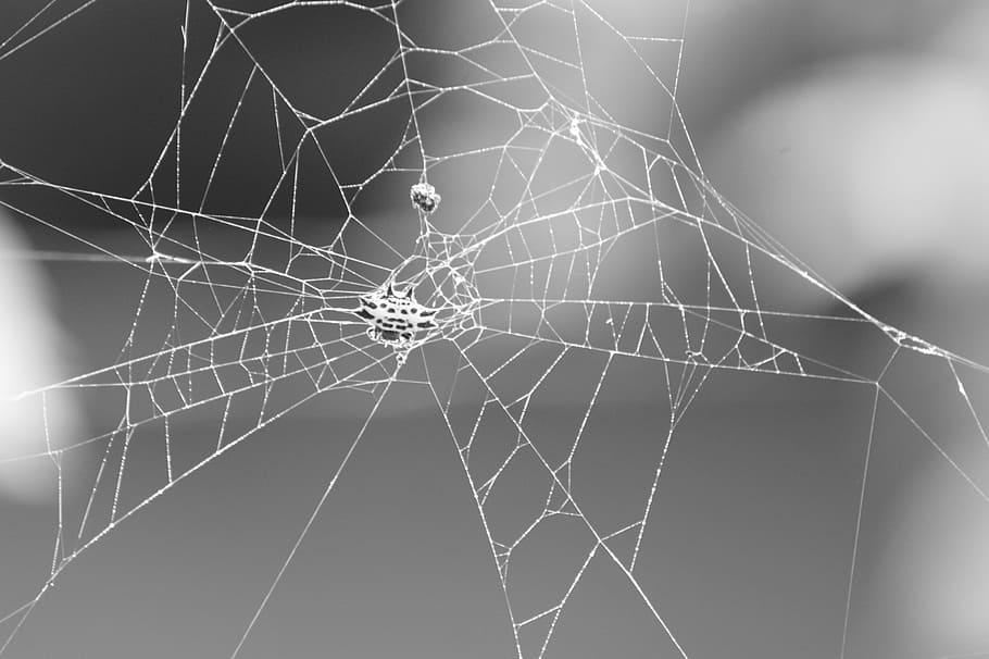 nature, in, the, field, india, colombia, spider web, fragility HD wallpaper