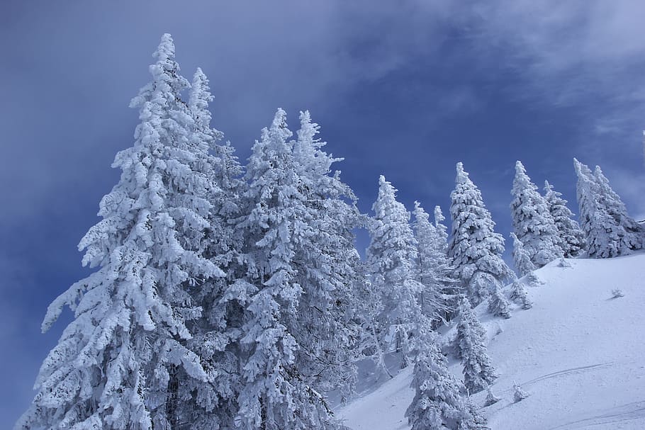 pine trees covered with snow, cold, nature, white, winter, cold temperature HD wallpaper