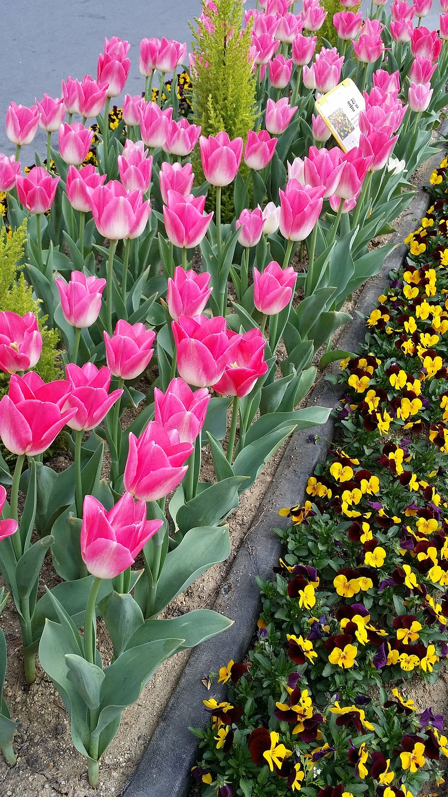 tulip, spring, flowers, nature, plant, springtime, flowerbed HD wallpaper