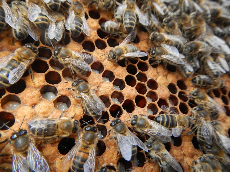 Bees, Larvae, Breeding, Honeycomb, beekeeper, beehive, apiculture, HD wallpaper