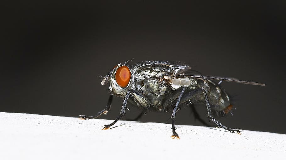bug, fly, flower, wings, eye, one animal, animal wildlife, animal themes HD wallpaper
