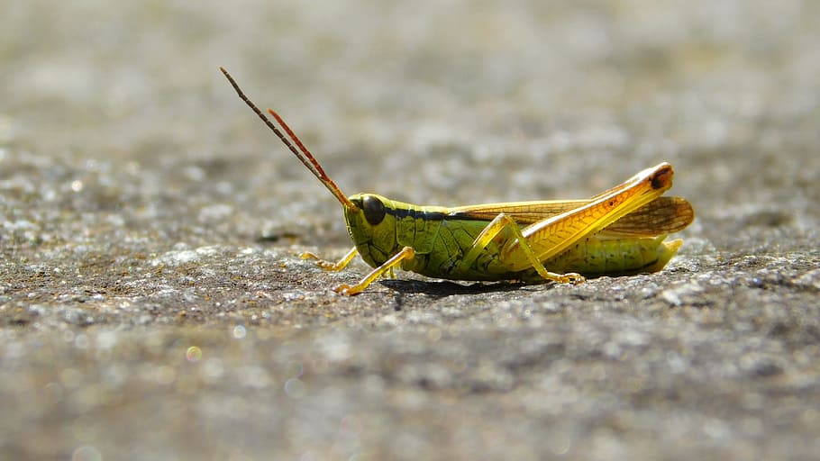 grasshopper, bug, acid green, macro, color, yellow, nature HD wallpaper
