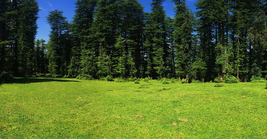 green grass field with trees during daytime, meadow, forest HD wallpaper