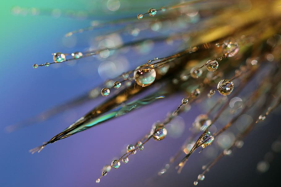 water drops, dewdrops, macro, nature, morning, plant, grass HD wallpaper