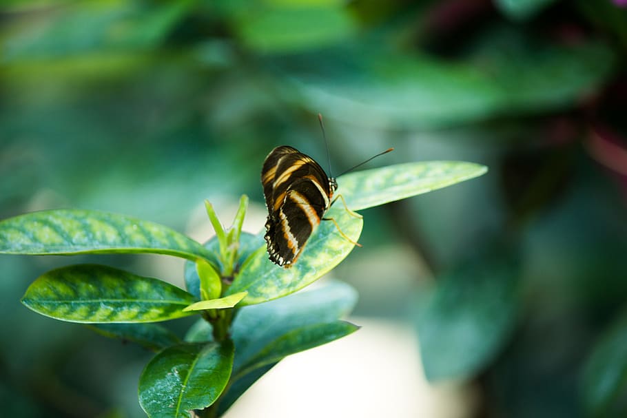 HD wallpaper: nature, garden, blur, leaves, biology, butterfly, close-up,  depth of field | Wallpaper Flare