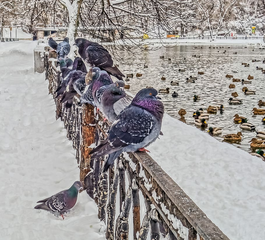 bird, winter, pen, snow, nature, coldly, dove, living nature HD wallpaper