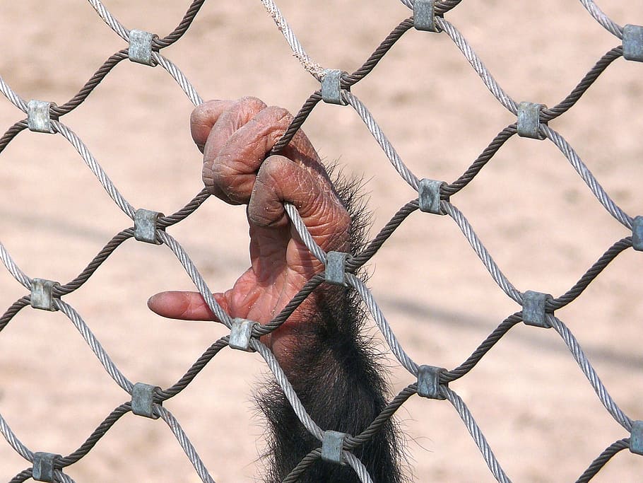 monkey, chimpanzee, bondage, fencing, prison, the closure of HD wallpaper