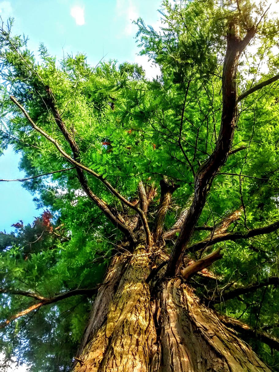 sequoia, new garden, plant, tree, growth, tree trunk, nature HD wallpaper