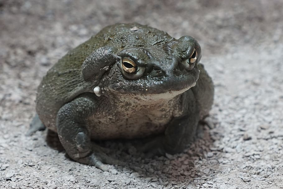 toad, zoo, terrarium, animal themes, animal wildlife, one animal HD wallpaper