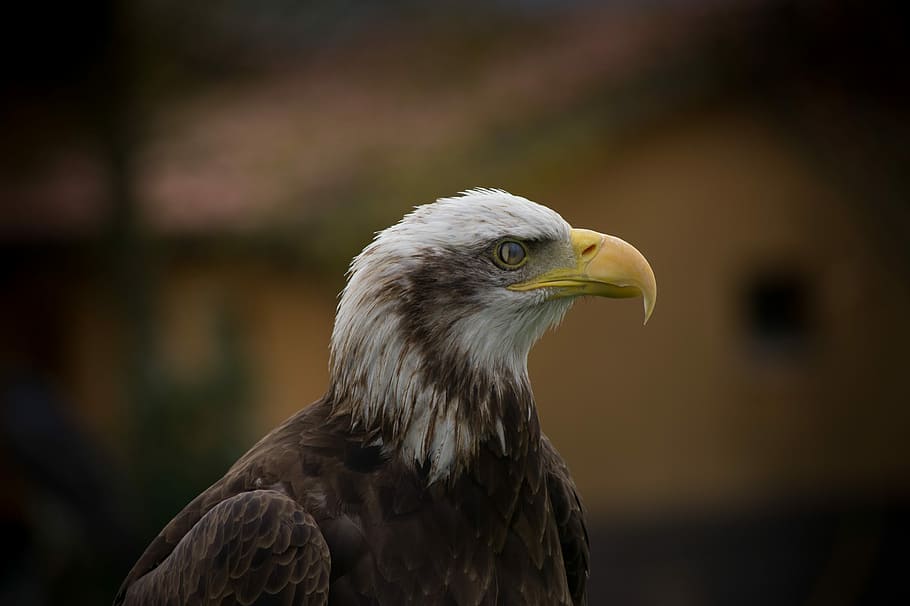 Eagle, Ave, Animal, Bird, Peak, Feathers, nature, head, animals HD wallpaper