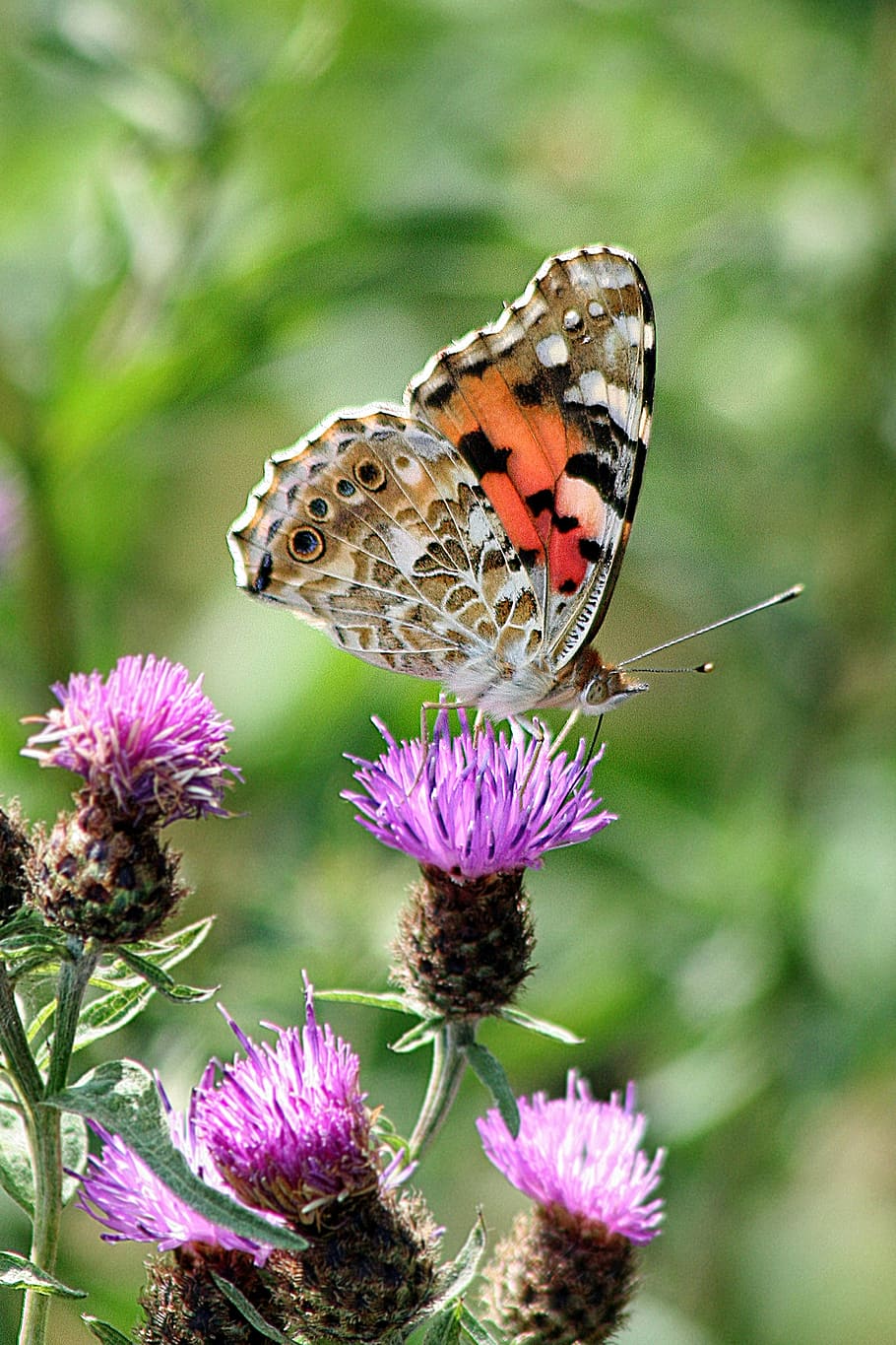butterfly, macro, insect, nature, wildlife, spring, green, butterfly - Insect HD wallpaper