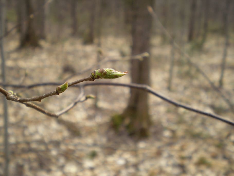 Spring, Leaf, Woods, Forest, bud, budding, floral, plant, twig HD wallpaper