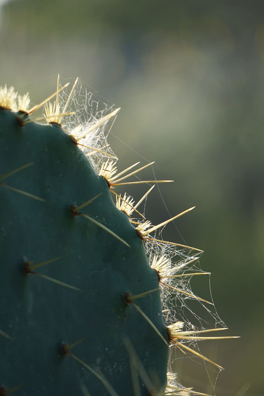 Cactus, Thorns, Spider Web, Thorny, nature, plant, close-up HD wallpaper