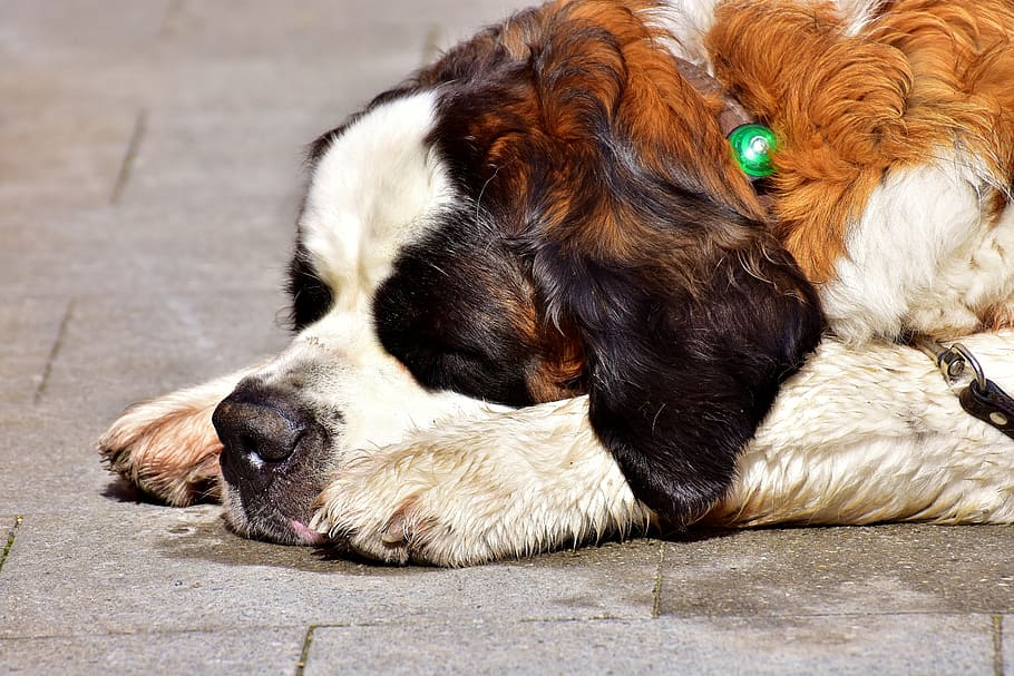 close-up photography of adult tan and white Saint Bernard prone lying on concrete pavement at daytime, HD wallpaper
