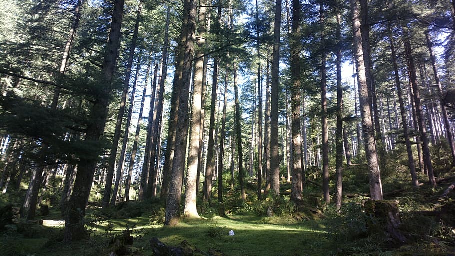 forest, woods, india, forest landscape, tree, nature, forest trees HD wallpaper