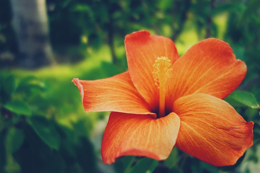 orange Hibiscus flower closeup photography, nature, plant, petal HD wallpaper