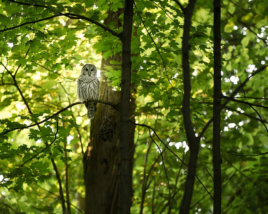 white and grey owl on tree, owl on tree branch with green leaves HD wallpaper
