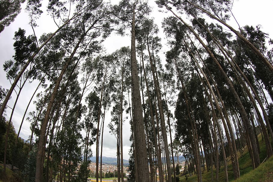trees, nature, green, landscape, forest, plant, tranquility HD wallpaper