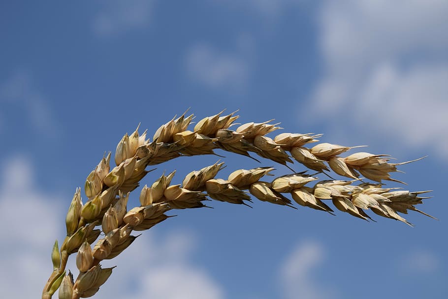 wheat, close, cereals, ear, sky, blue, gold, food, cereal plant HD wallpaper