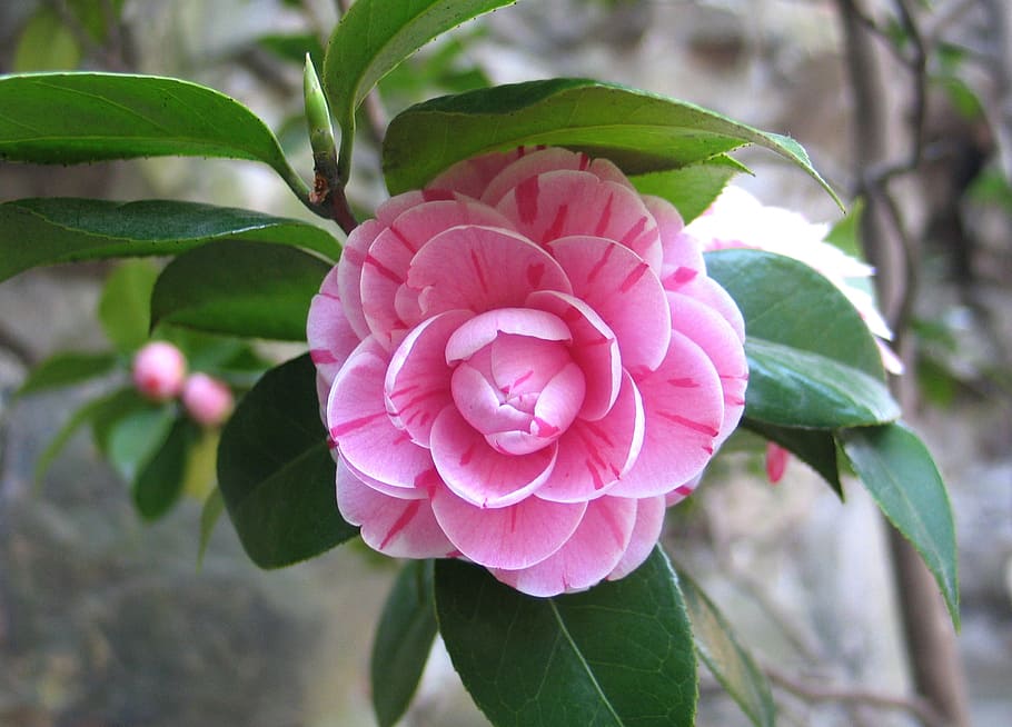 pink flower in macro shot photography, camellia, china, nature, HD wallpaper