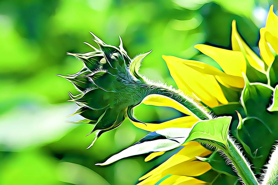 digital, graphics, sunflower, summer, plant, green, yellow HD wallpaper