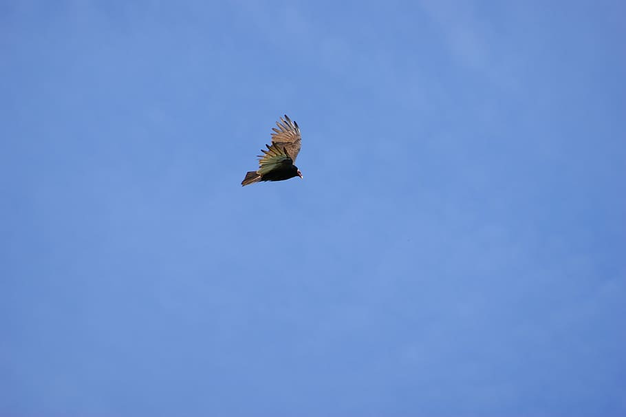 vulture, sky, clouds, fly, paraguay, south america, bird, flying HD wallpaper