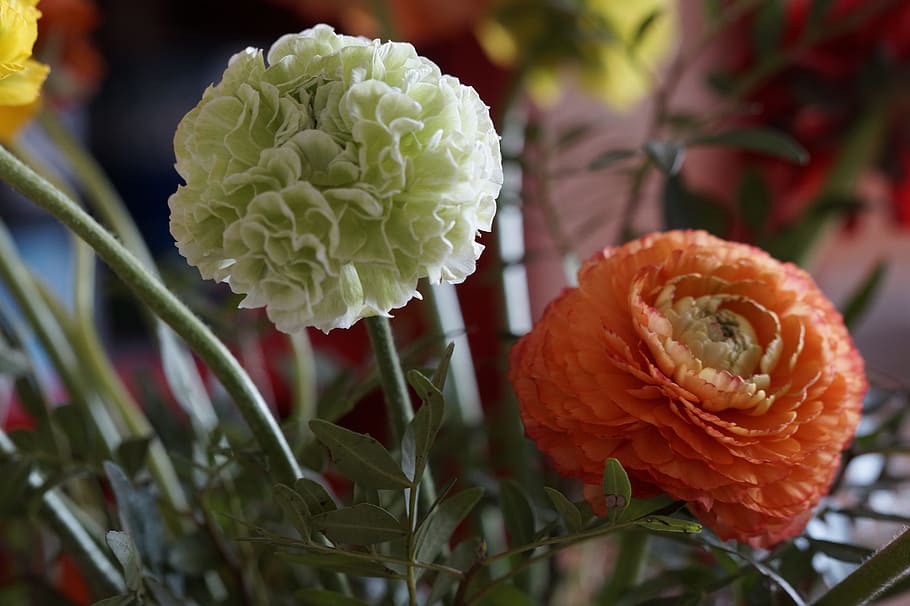 flower, blossom, bloom, ranunculus, red, plant, close, schnittblume HD wallpaper