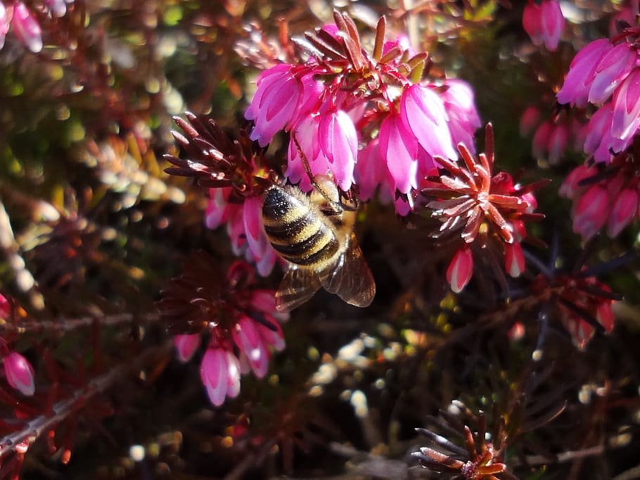 Bee, Blossom, Bloom, Spring, Pollination, insect, pollen, bee deaths HD wallpaper