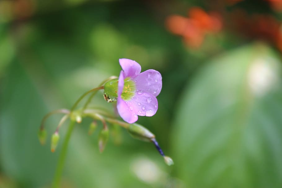 Flower, Wild, Natural, Botany, wild flora, flowers, purple flower HD wallpaper