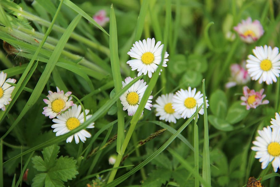 daisy, nature, flower, white, grass, flowering plant, freshness HD wallpaper