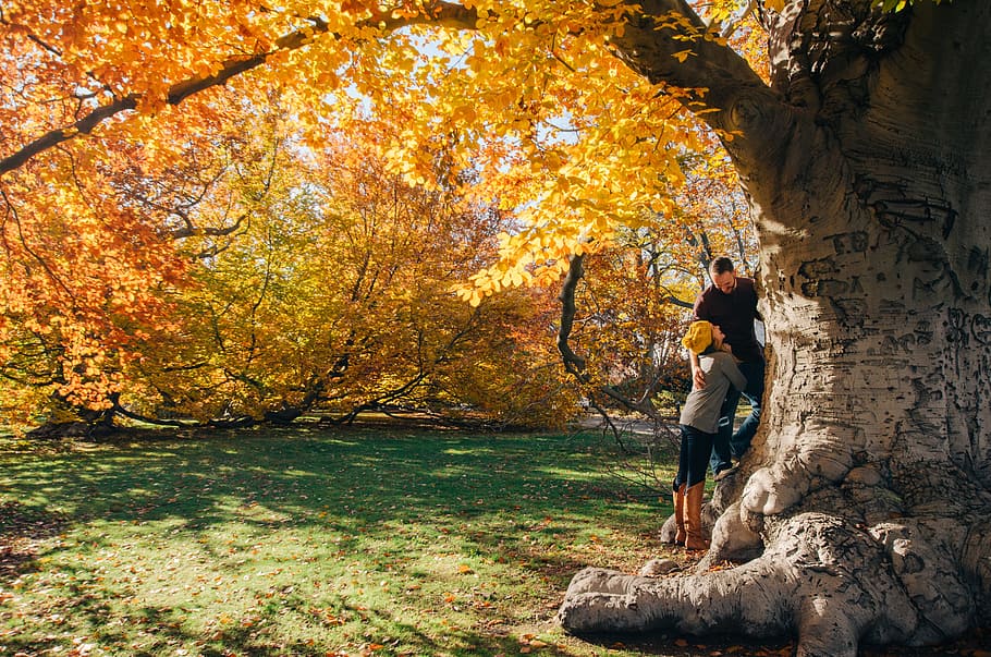 man and woman near yellow-petaled flower tree, man and woman under maple tree HD wallpaper