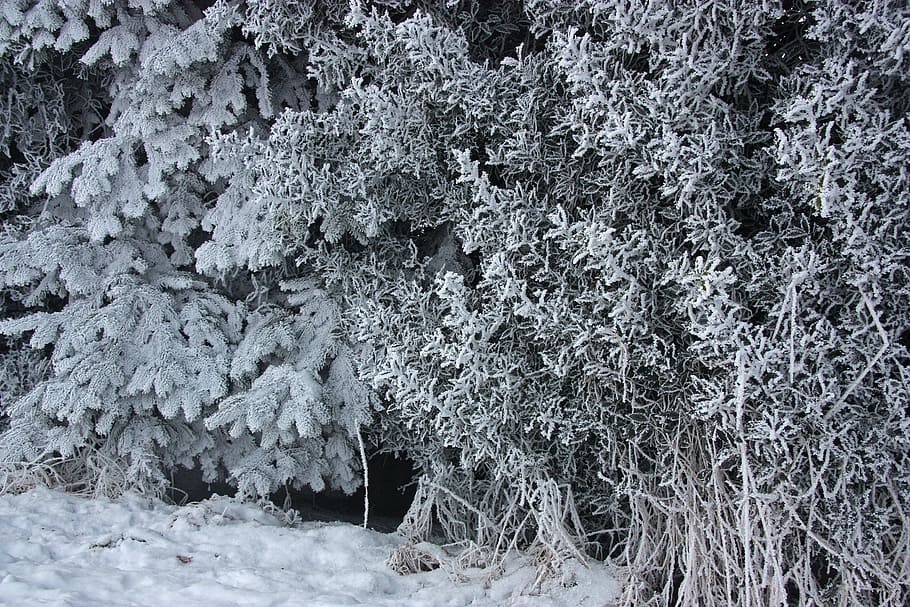 winter, ripe, eiskristalle, ice, snow, holly, background, mourning HD wallpaper