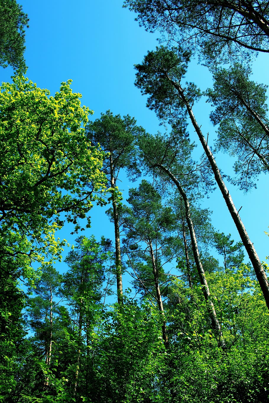 trees, forest, nature, landscape, plant, low angle view, sky HD wallpaper