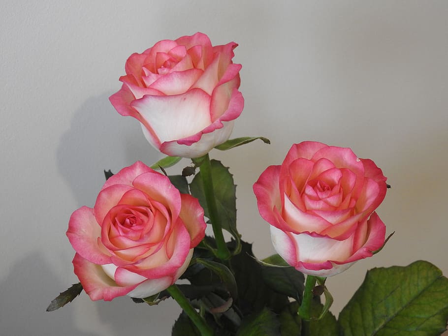 roses, flowers, nature, flowering plant, beauty in nature, petal HD wallpaper