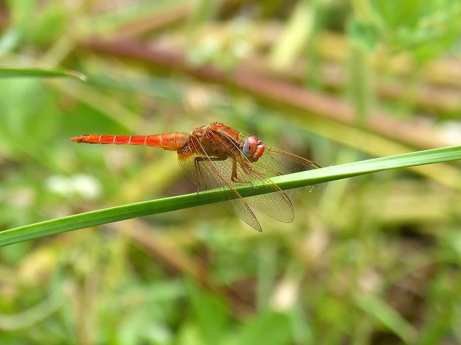 Dragonfly, Erythraea Crocothemis, greenery, leaf, wetland, insect HD wallpaper