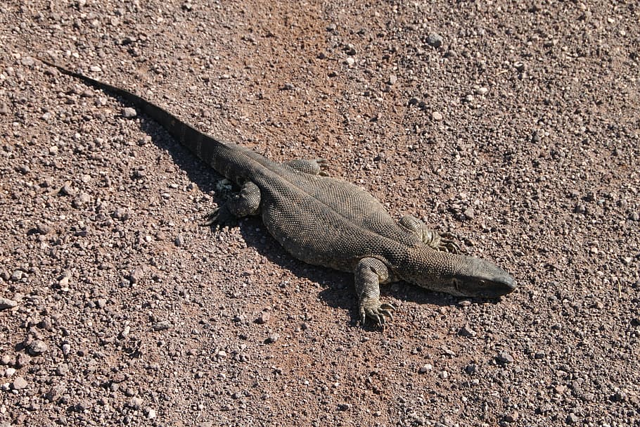 iguana, saurian, namibia, desert, africa, creature, wildlife HD wallpaper