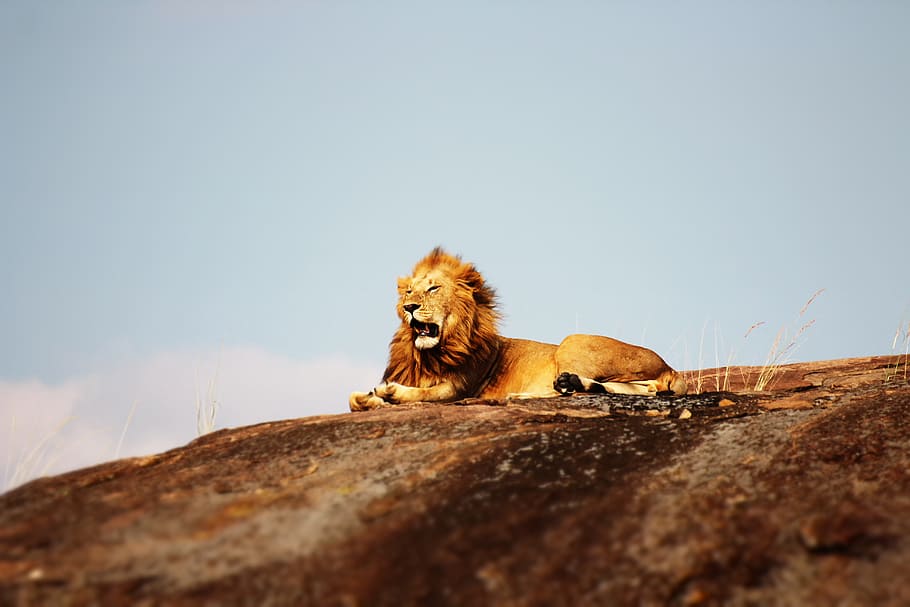 lion on ground during daytime, adult lion lying on brown hill during daytime HD wallpaper