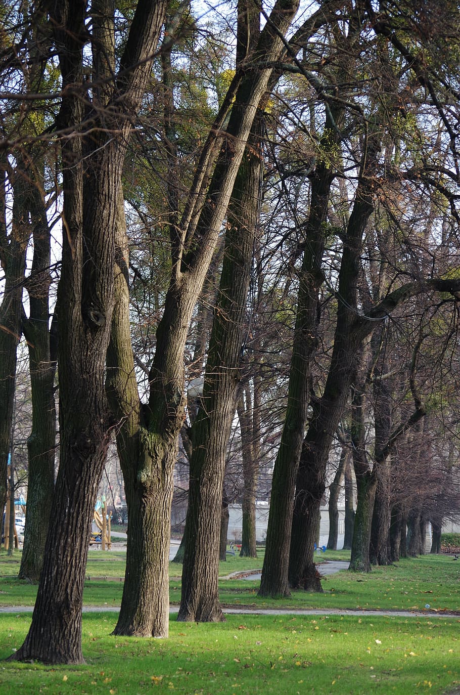 autumn, park, trees, plant, tree trunk, grass, growth, land HD wallpaper
