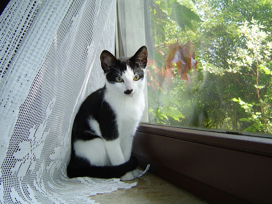 cat, black, white, window, animal themes, pets, domestic, feline HD wallpaper