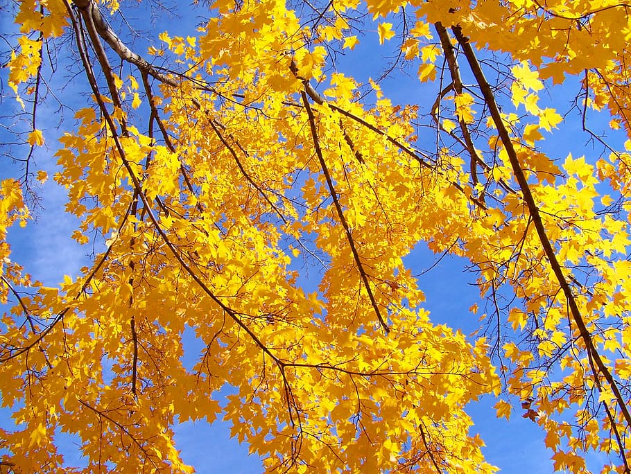 Autumn, Fall, Trees, Leaves, Blue, Sky, maple, change, leaf HD wallpaper