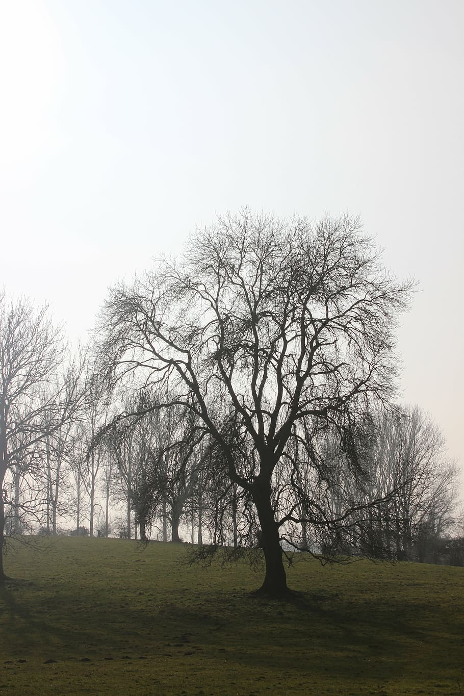 tree, winter, nature, bare, plant, bare tree, field, land, tranquility HD wallpaper
