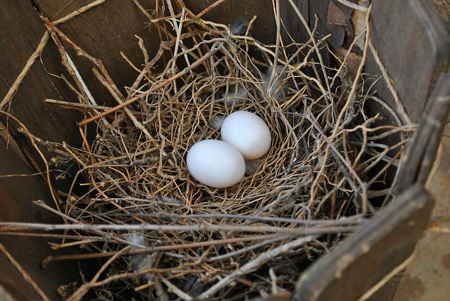 nest, eggs, birds, natural, animal nest, new life, animal egg HD wallpaper