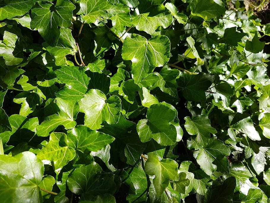 Leaves, Green, Pattern, Common Ivy, ivy leaf, nature, plant HD wallpaper