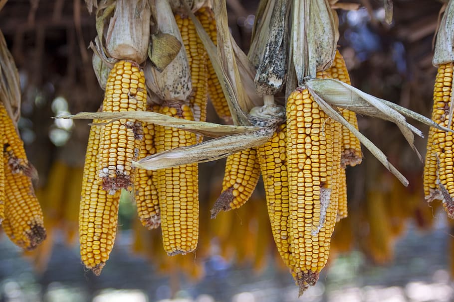 corn on the cob, sweetcorn, yellow, food, corncob, nature, natural HD wallpaper
