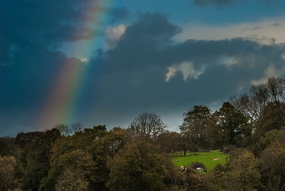 landscape, normandy, rainbow, sky, cow, meadows, tree, plant HD wallpaper