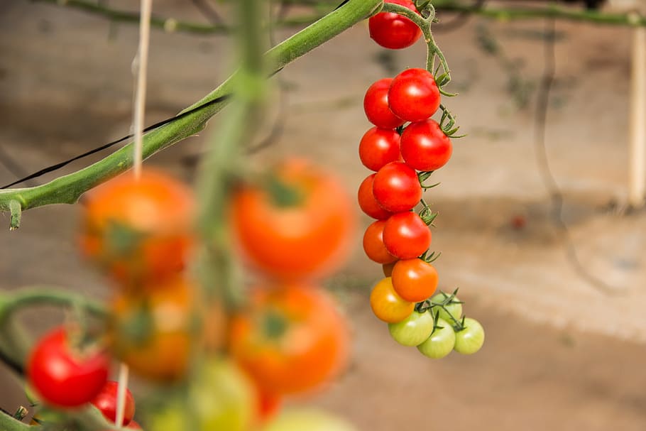 tomato, vegetables, ingredient, kitchen, salad, food, healthy HD wallpaper