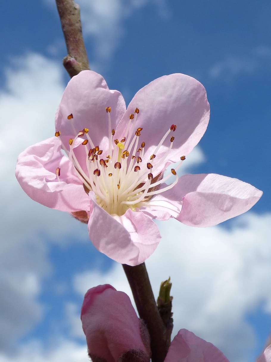 closeup photo of cherry blossom, flower, tree fruits, flowering, HD wallpaper