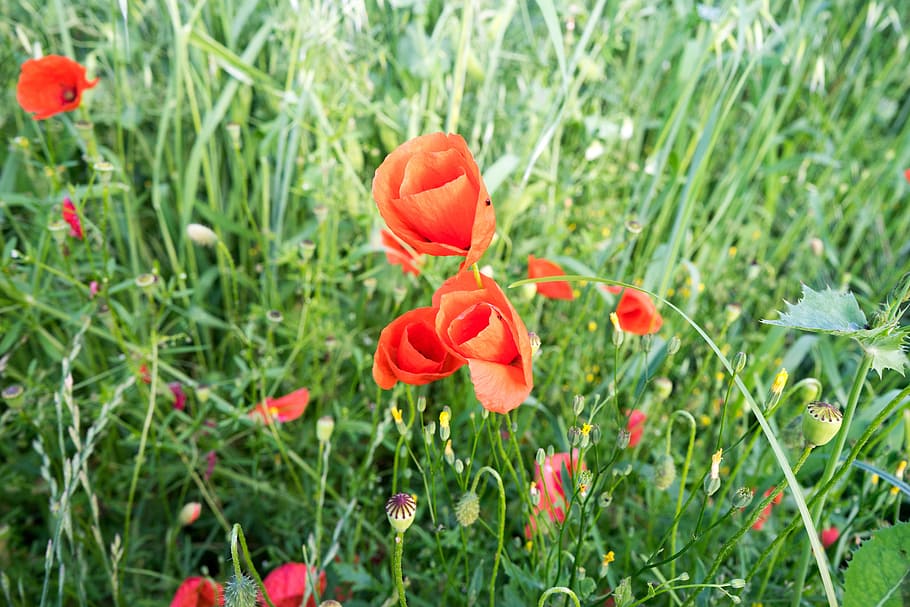 flower, field, nature, summer, plant, meadow, poppy, wild flowers HD wallpaper