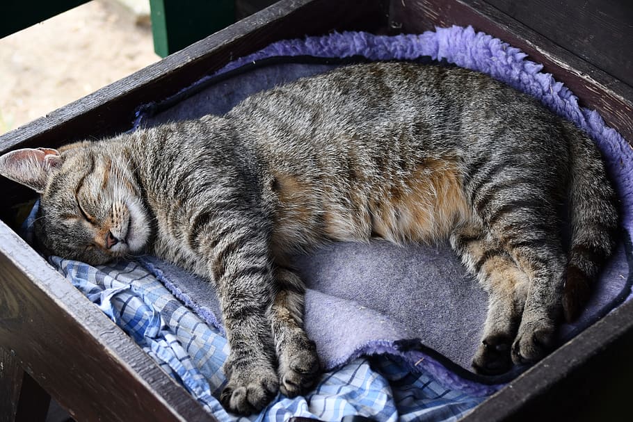 silver tabby cat lying on pet bed, animals, sleep, nature, sweet HD wallpaper